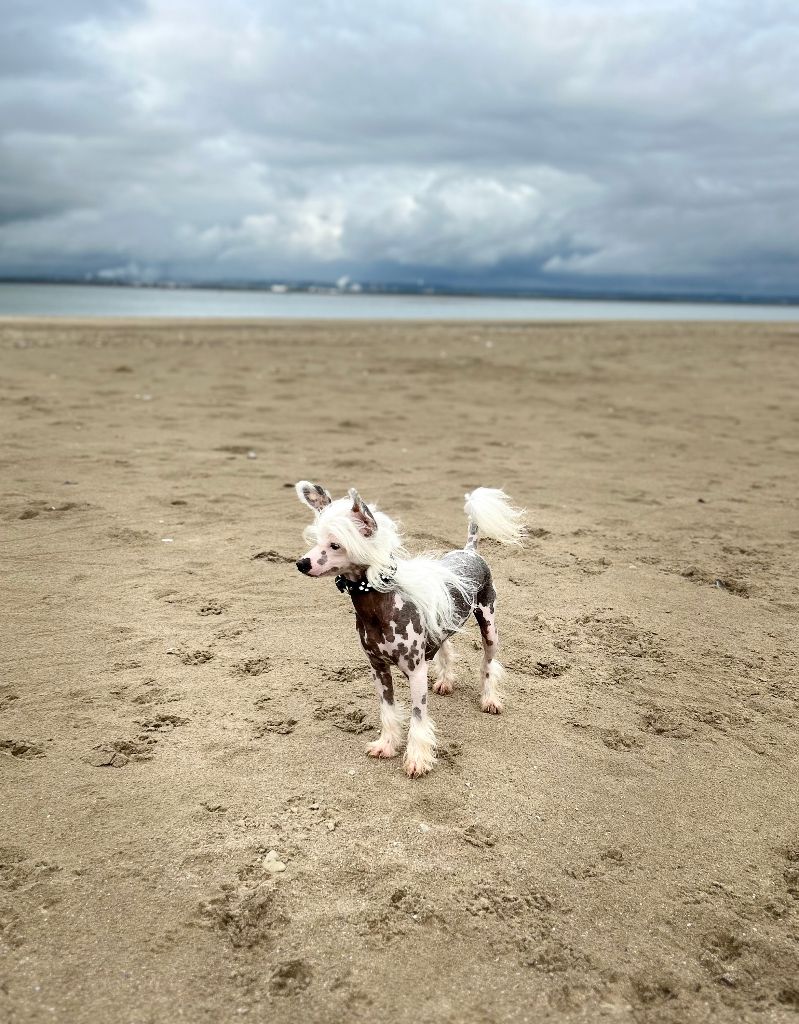 Little Dog Of Dream Umea