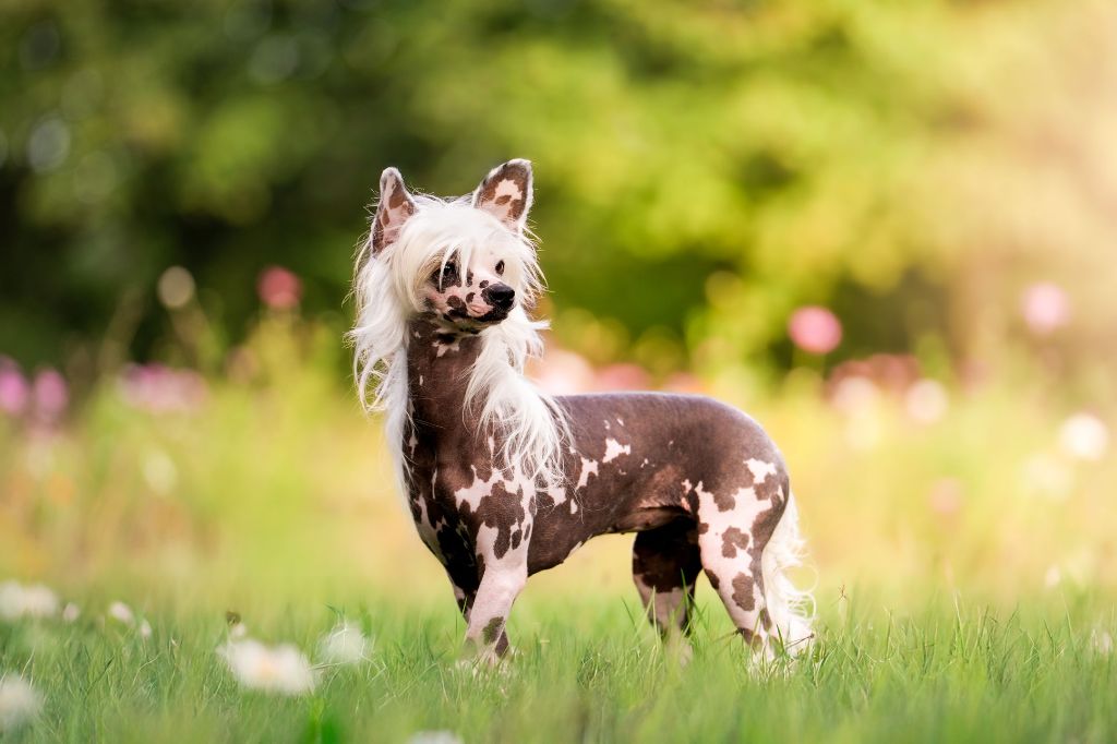 CH. Little Dog Of Dream Umea
