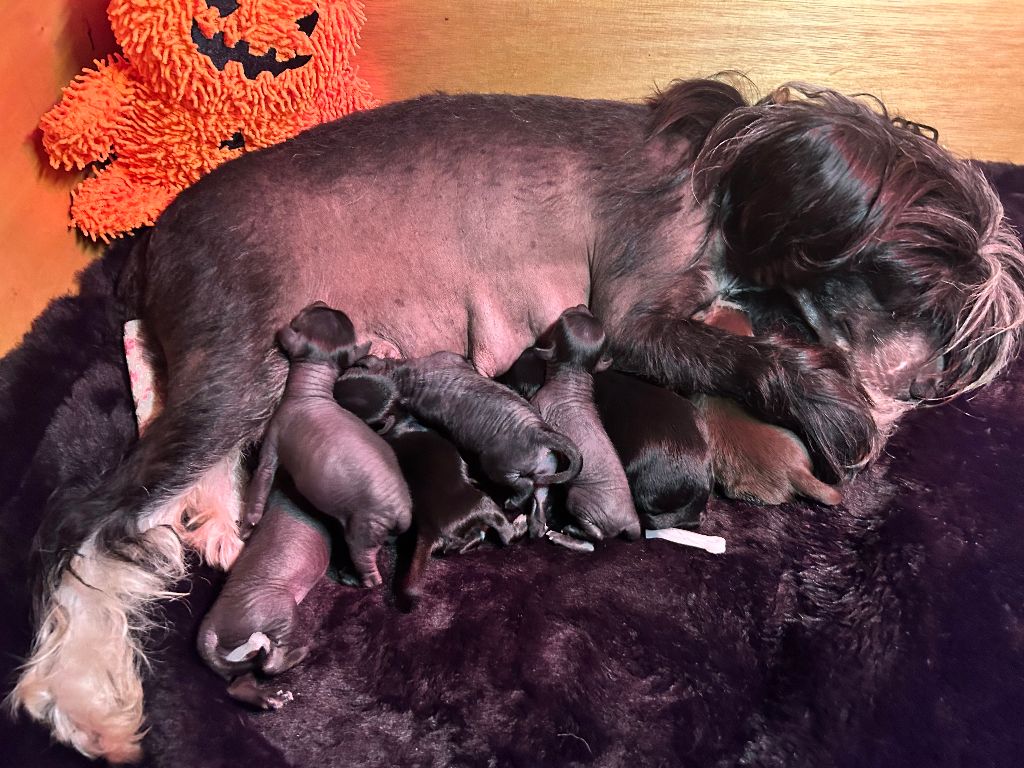 Chiot Chien chinois à crête Of Chinese Garden June's