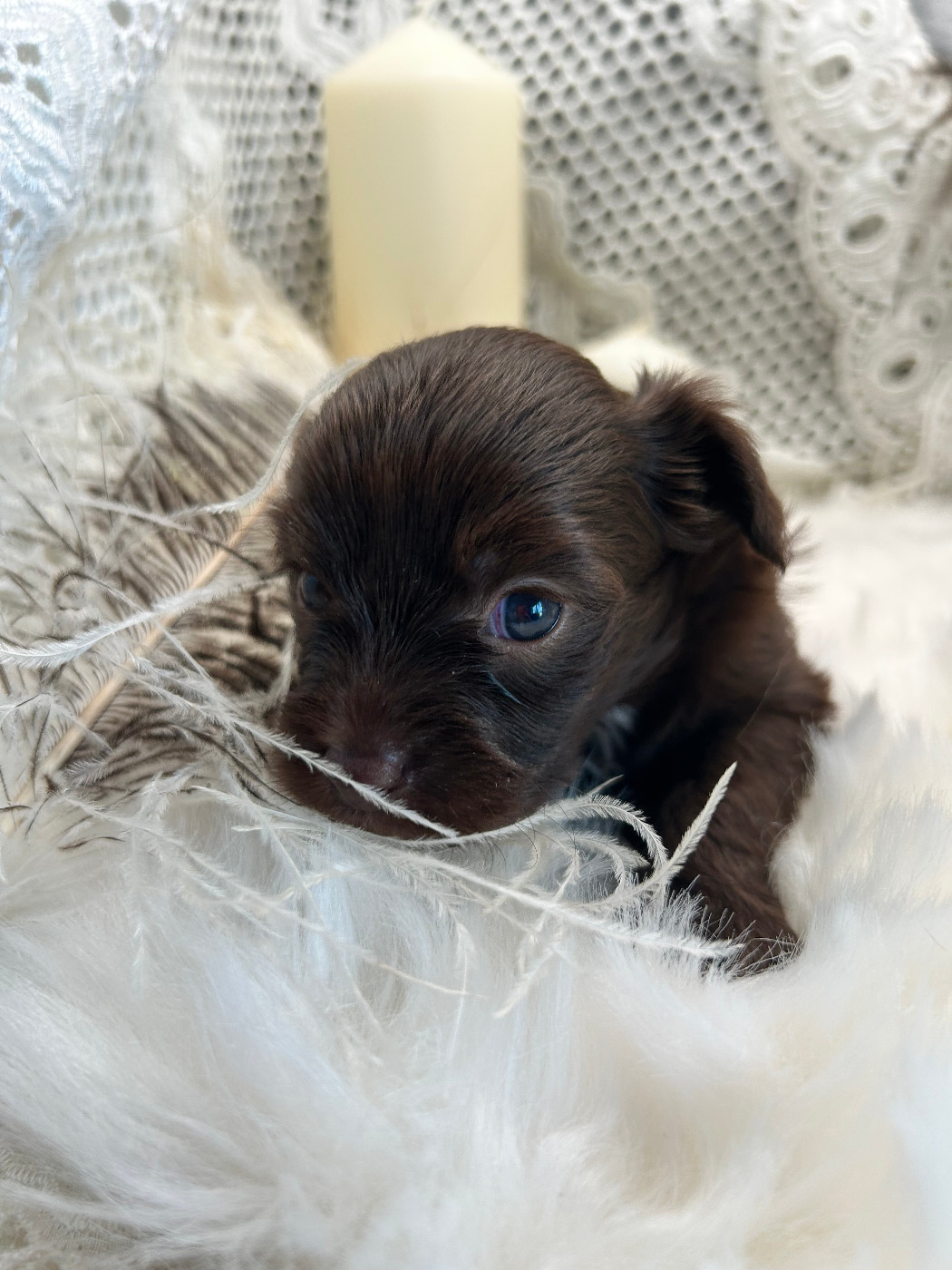 Of Chinese Garden June's - Chiots disponibles - Chien chinois à crête