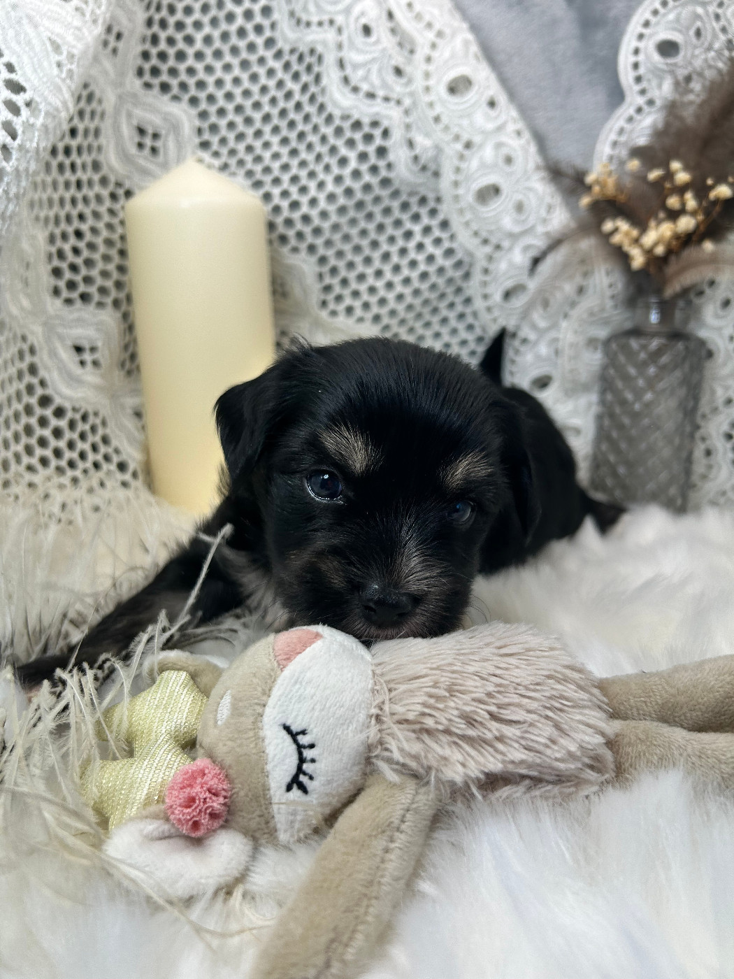 Of Chinese Garden June's - Chiots disponibles - Chien chinois à crête