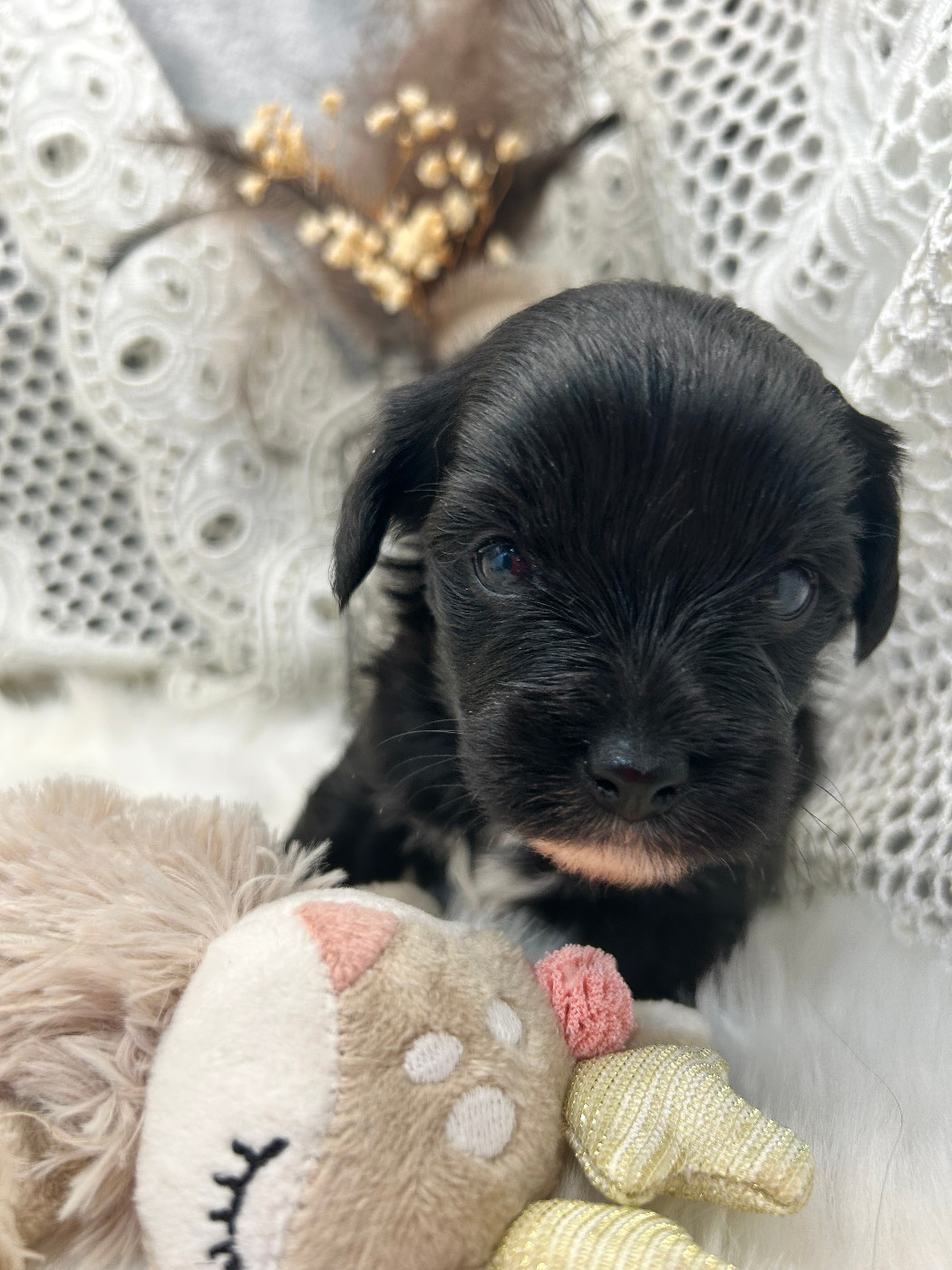 Of Chinese Garden June's - Chiots disponibles - Chien chinois à crête