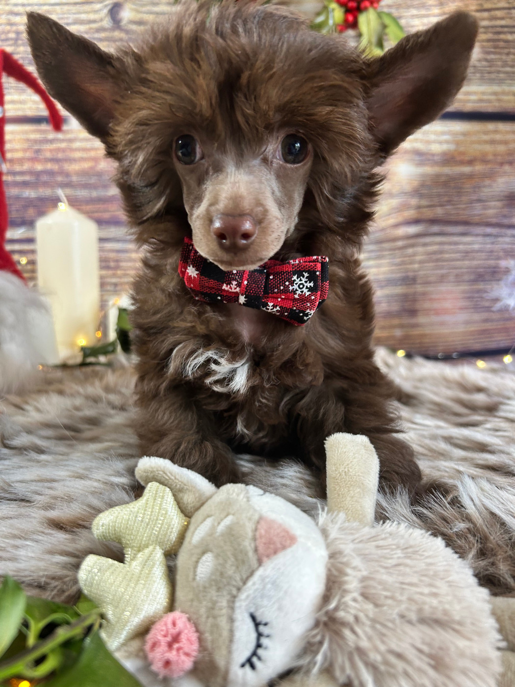 Of Chinese Garden June's - Chiots disponibles - Chien chinois à crête