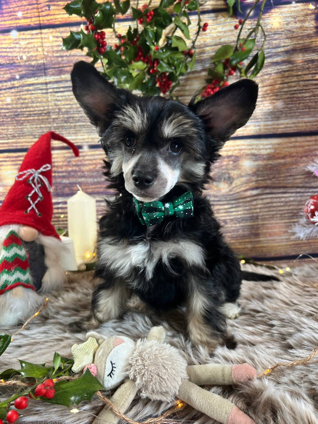 Of Chinese Garden June's - Chiots disponibles - Chien chinois à crête