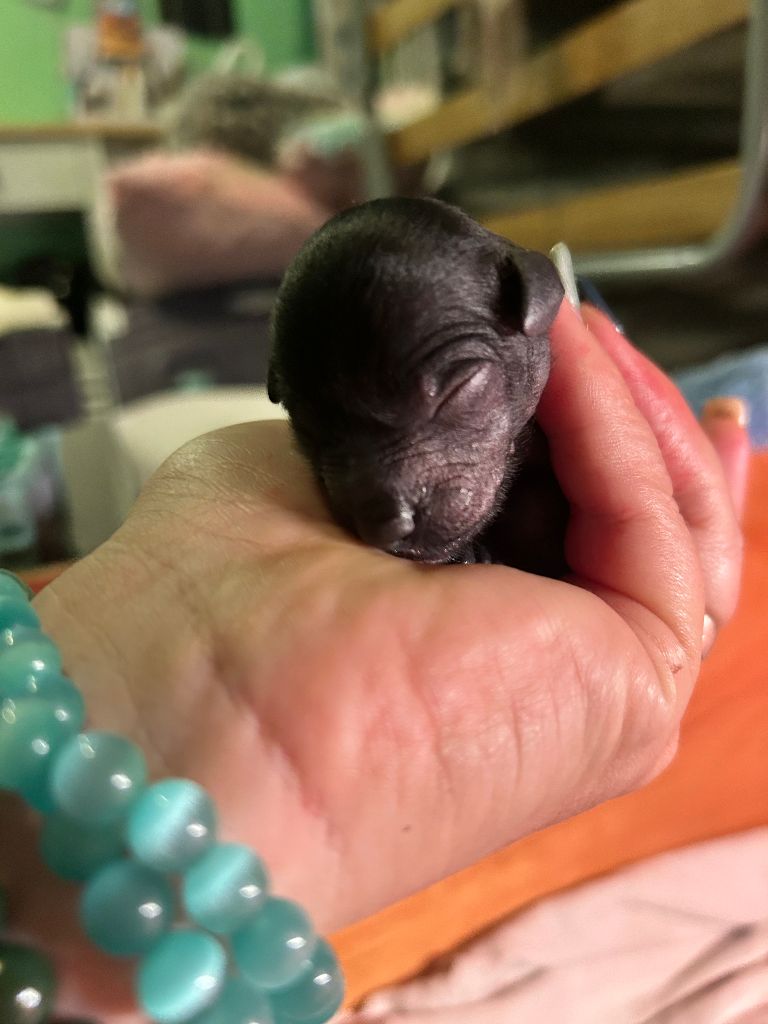 Of Chinese Garden June's - Chiots disponibles - Chien chinois à crête