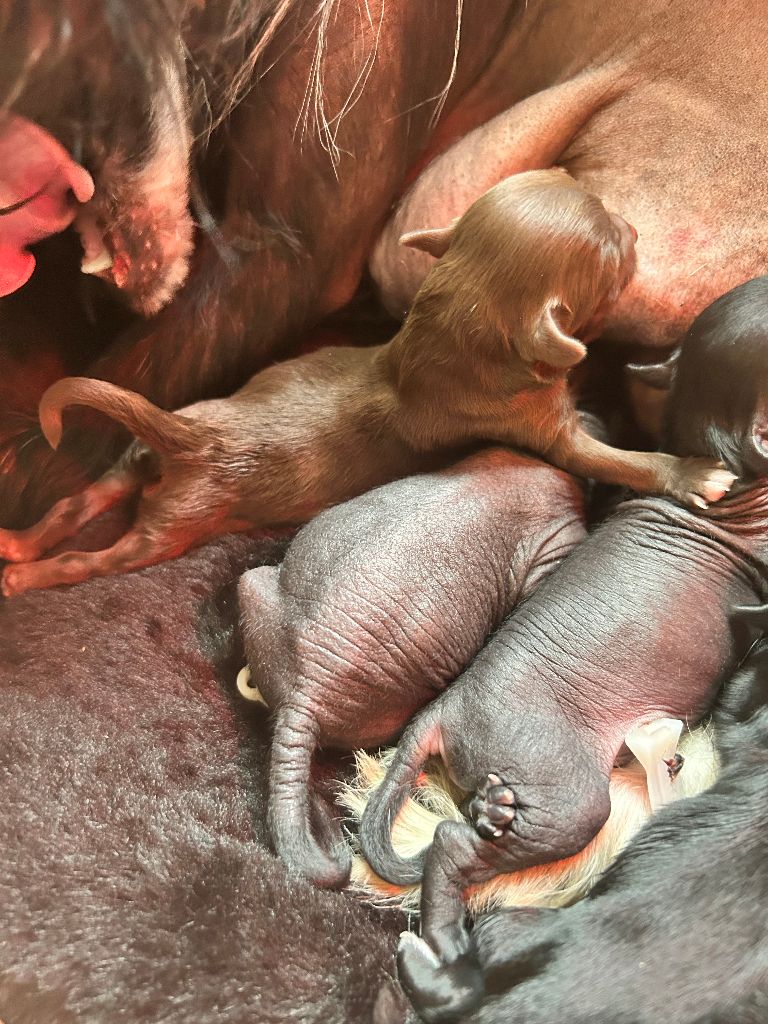 Of Chinese Garden June's - Chiots disponibles - Chien chinois à crête