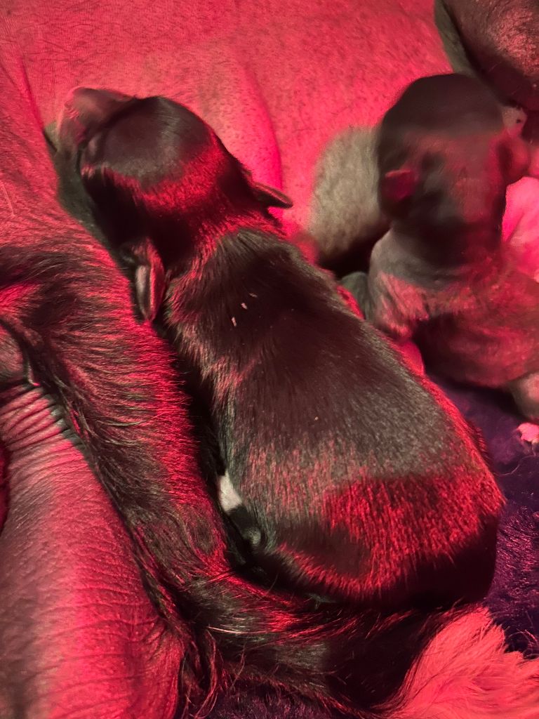 Of Chinese Garden June's - Chiots disponibles - Chien chinois à crête