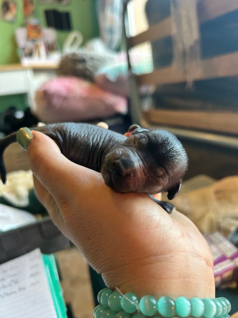 Of Chinese Garden June's - Chiots disponibles - Chien chinois à crête