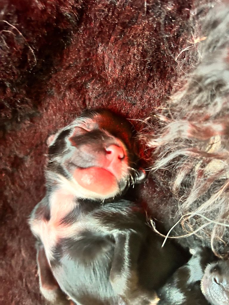 Of Chinese Garden June's - Chiots disponibles - Chien chinois à crête