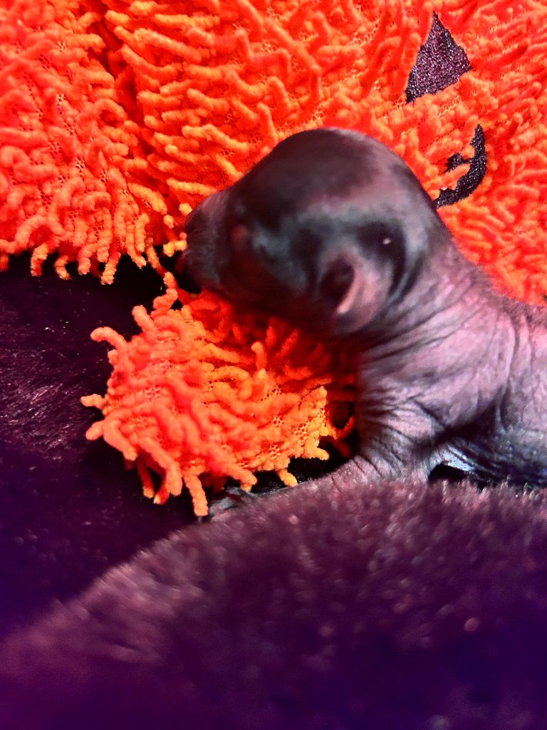 Of Chinese Garden June's - Chiots disponibles - Chien chinois à crête