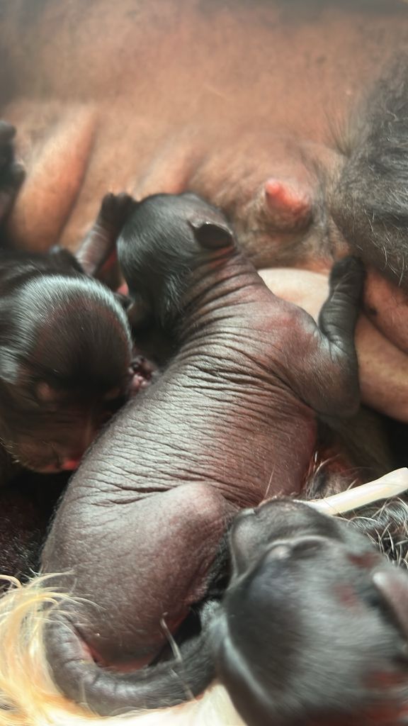 Of Chinese Garden June's - Chiots disponibles - Chien chinois à crête